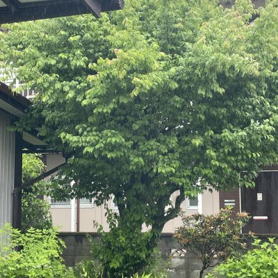 庭の整地作業を行いました。